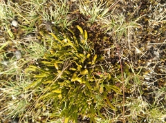 Carmichaelia corrugata