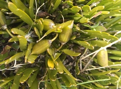 Carmichaelia corrugata