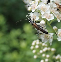 Strangalia acuminata