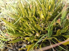 Carmichaelia corrugata