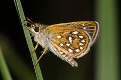 Piruna aea mexicana