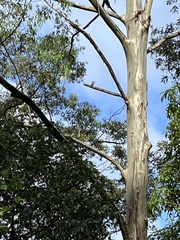 Todiramphus macleayii