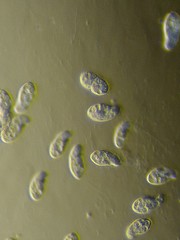 Parameciidae