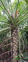 Thaumatophyllum bipinnatifidum