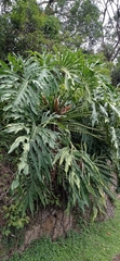 Thaumatophyllum bipinnatifidum