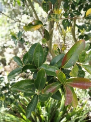 Gaiadendron punctatum