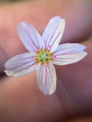 Claytonia