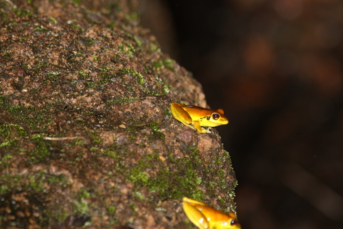 Rhyaconastes wilcoxii
