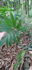 Asterostigma