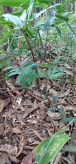 Asterostigma