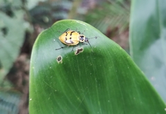 Chauliognathus spinipennis