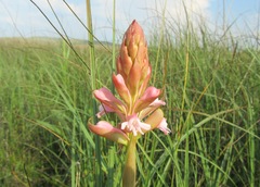Satyrium hallackii ocellatum