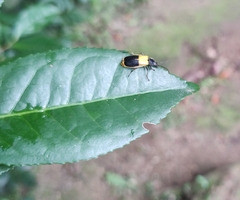 Chauliognathus expansus