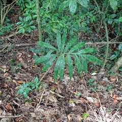 Asterostigma
