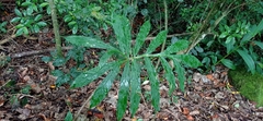 Asterostigma