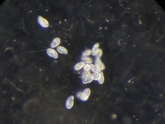 Parameciidae