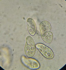 Parameciidae