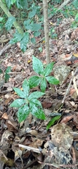 Asterostigma