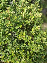 Weinmannia tomentosa