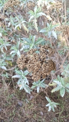 Gonospermum canariense