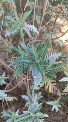 Gonospermum canariense