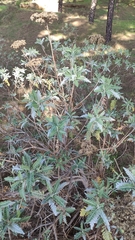 Gonospermum canariense