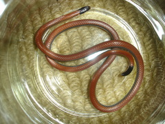 Apostolepis dimidiata