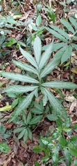 Asterostigma