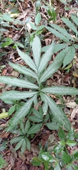 Asterostigma