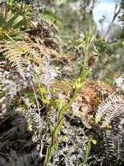 Epidendrum zipaquiranum
