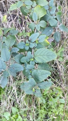 Bystropogon canariensis