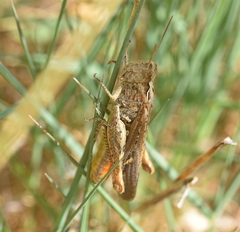 Chorthippus maritimus maritimus