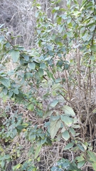 Bystropogon canariensis