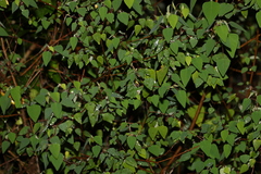 Homalanthus stillingiifolius