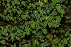Homalanthus stillingiifolius
