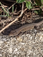 Podarcis carbonelli carbonelli