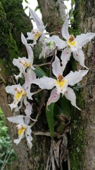 Oncidium alexandrae
