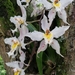 Oncidium alexandrae - Photo (c) German Torres, some rights reserved (CC BY-NC), uploaded by German Torres