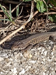 Podarcis carbonelli carbonelli