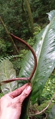 Anthurium urvilleanum