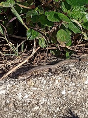 Podarcis carbonelli carbonelli