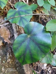 Begonia glandulosa