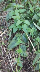 Scrophularia smithii hierrensis