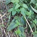 Scrophularia smithii hierrensis - Photo (c) aulax,  זכויות יוצרים חלקיות (CC BY-NC), הועלה על ידי aulax