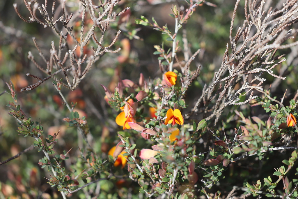 Bossiaea spinosa