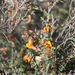 Daviesia lancifolia - Photo (c) Arthur Chapman,  זכויות יוצרים חלקיות (CC BY-NC-SA), הועלה על ידי Arthur Chapman