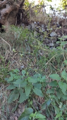 Scrophularia smithii hierrensis