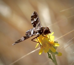 Exoprosopa caliptera