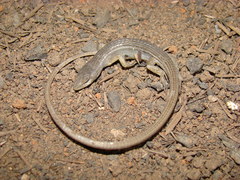 Cercosaura
