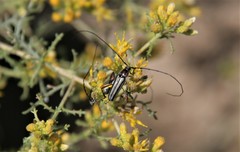 Sphaenothecus bilineatus